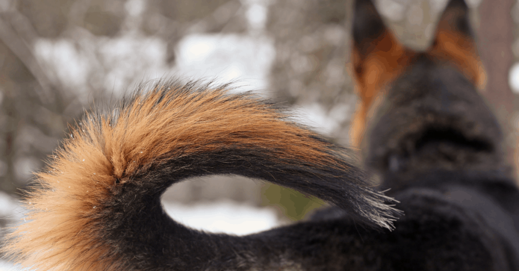German Shepherd tail