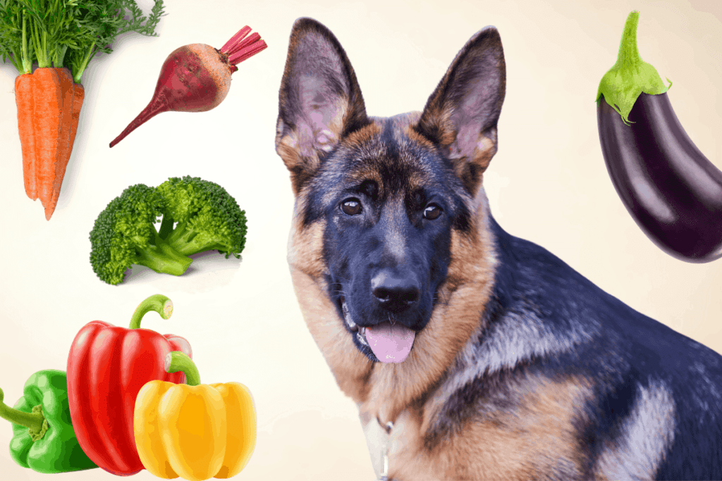 30-vegetables-german-shepherds-can-eat-and-7-to-avoid-the-german