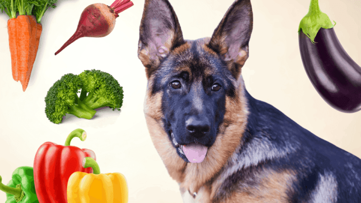 can pregnant dogs eat carrots