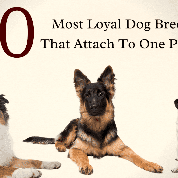 20 Most Loyal Dog Breeds That Attach To One Person – The German Shepherder