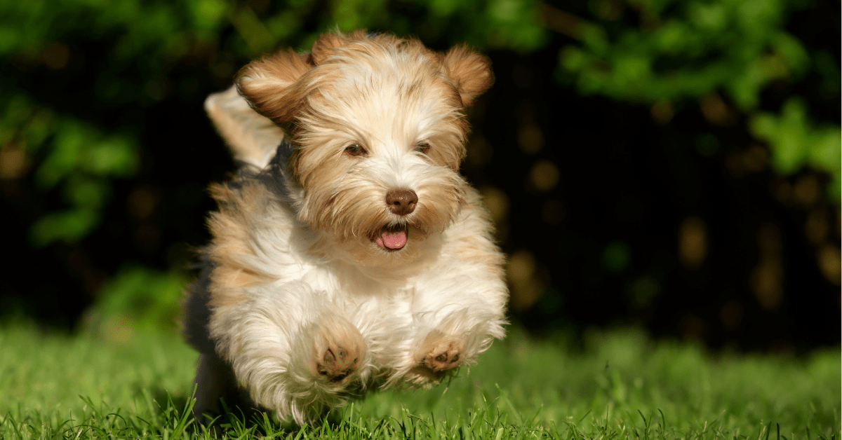 20 Most Loyal Dog Breeds That Attach To One Person The German Shepherder