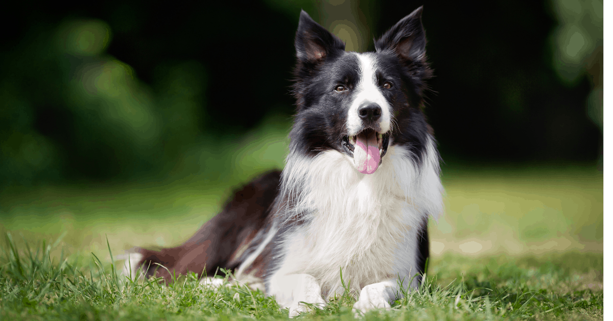 20 Most Loyal Dog Breeds That Attach To One Person - The German Shepherder