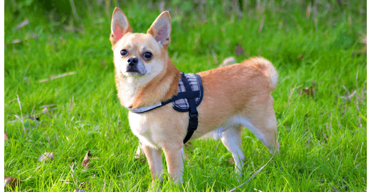 20 Most Loyal Dog Breeds That Attach To One Person The German Shepherder