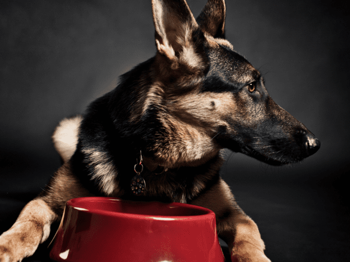german shepherd eating