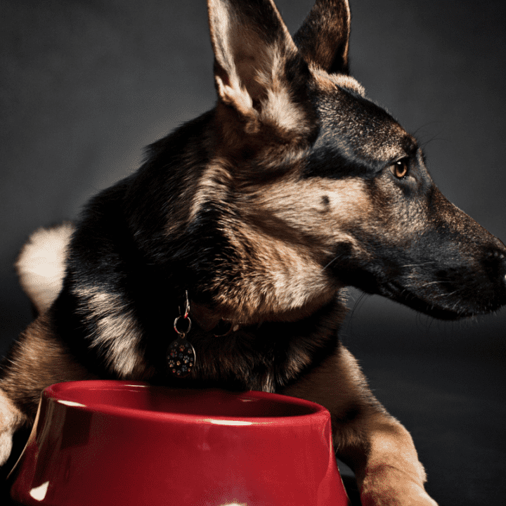 german shepherd seizures food