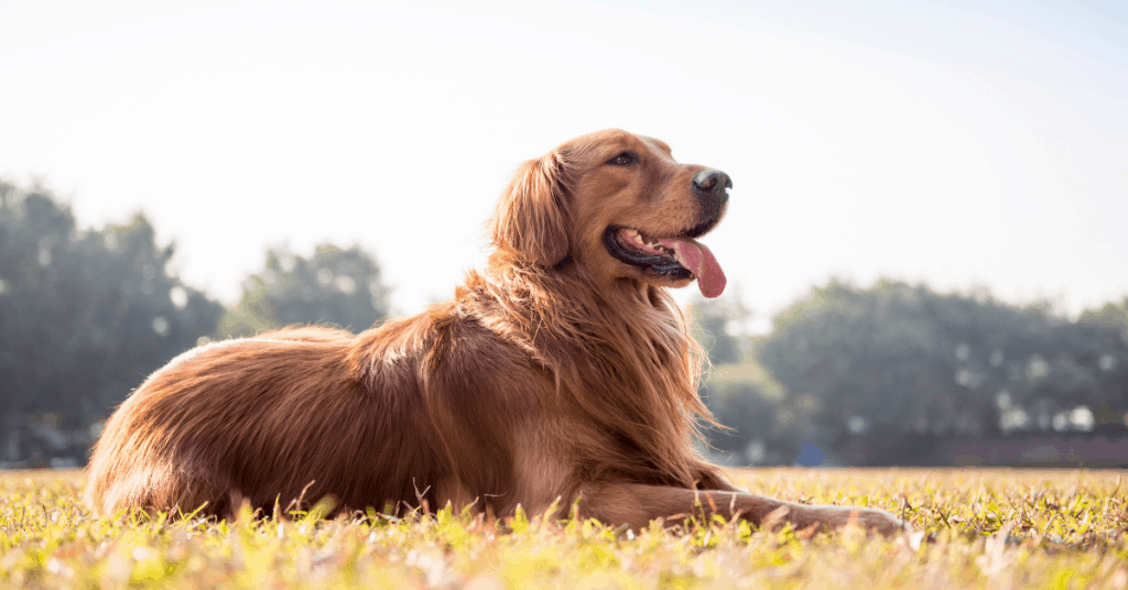 Golden Retriever