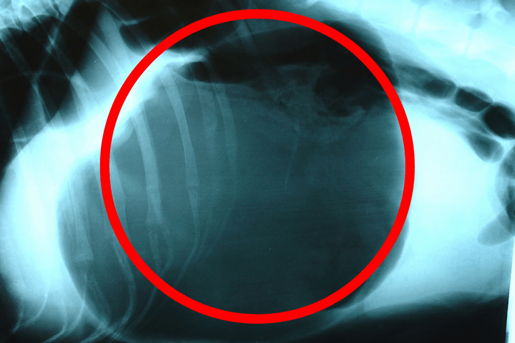 dog x-ray bloat