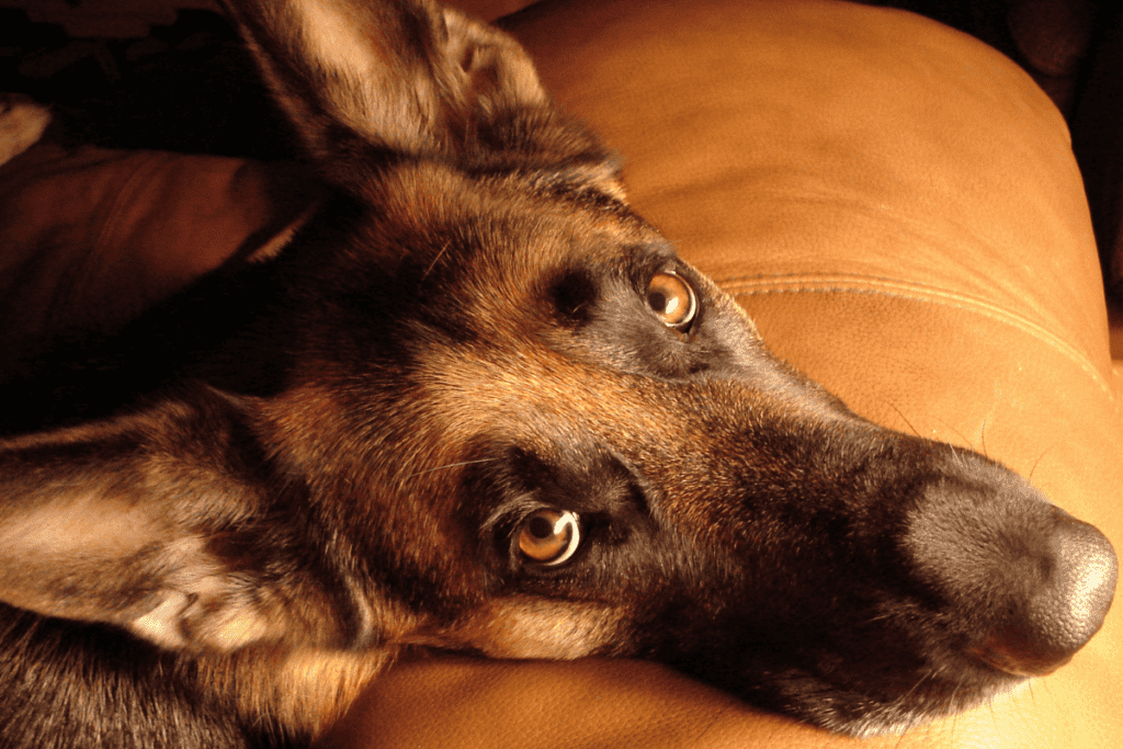 German Shepherd looking up