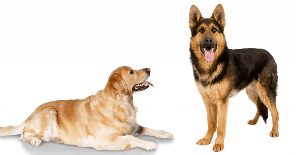 are german shepherds naturally golden