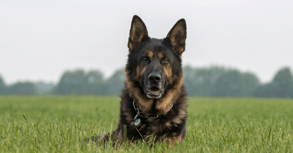 German Shepherd laying in grass