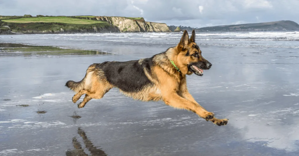 German Shepherd running