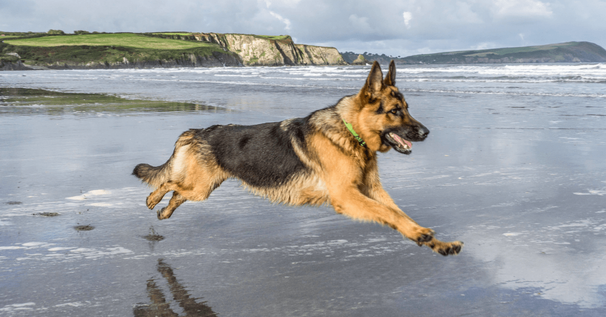 How Fast Do German Shepherds Run? Breed Comparisons The German Shepherder