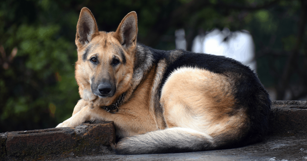 20 Most Loyal Dog Breeds That Attach To One Person The German Shepherder