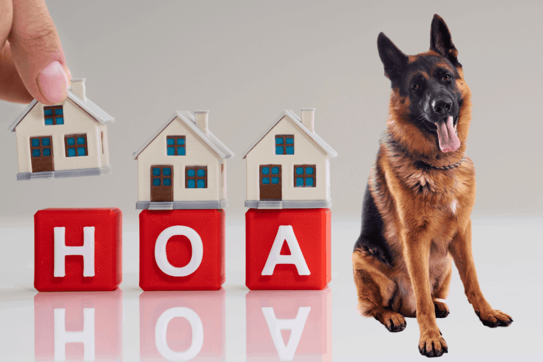 Do German Shepherds Increase Homeowners Insurance? The German Shepherder