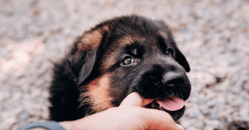 GSD puppy biting hand