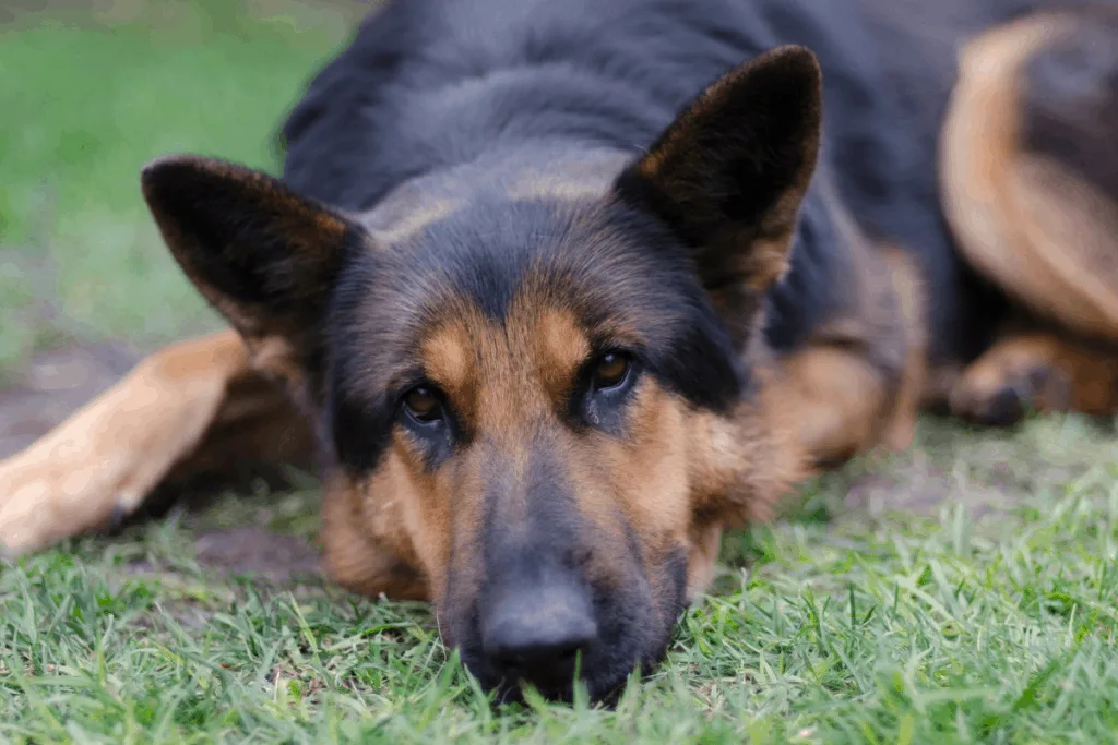 German Shepherd looking bored or sick