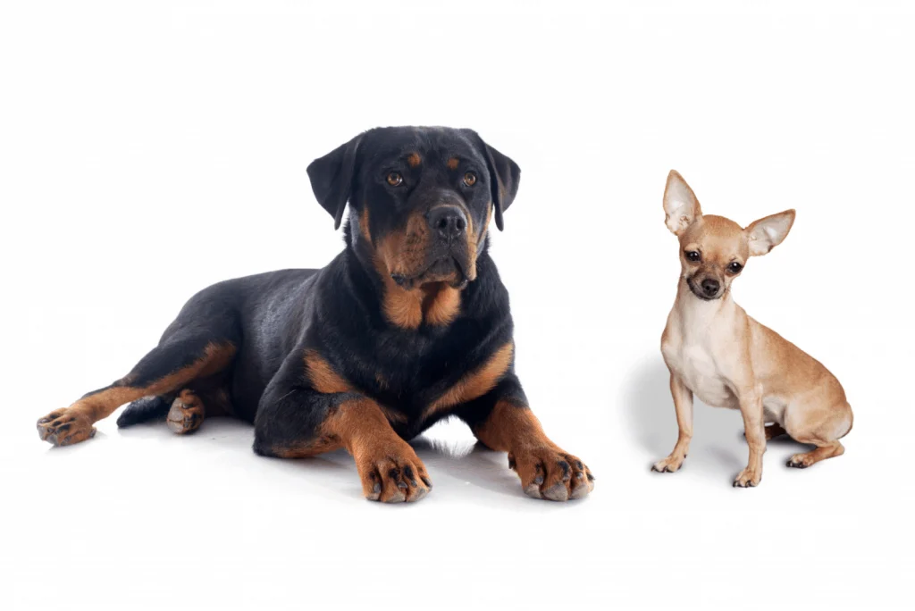 Rottweiler and Chihuahua