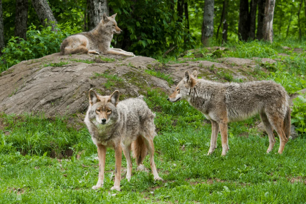 coyote pack