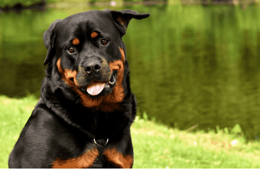 funny rottweiler