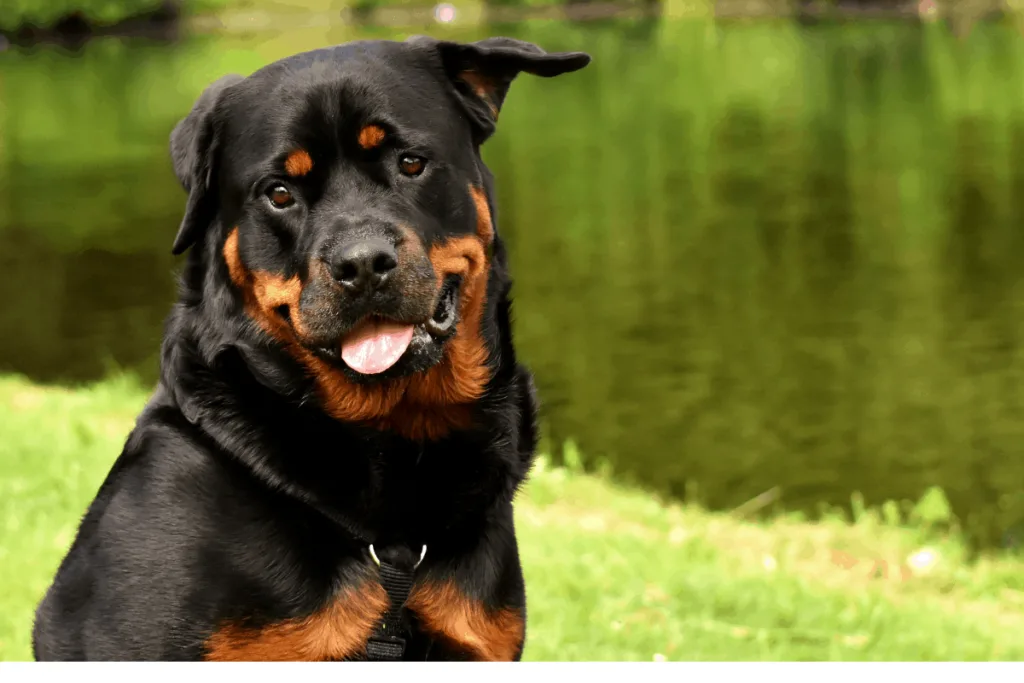 how to keep a rottweiler from being aggressive