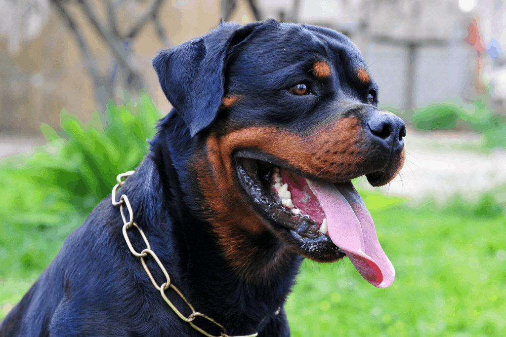 are rottweiler gentle dogs