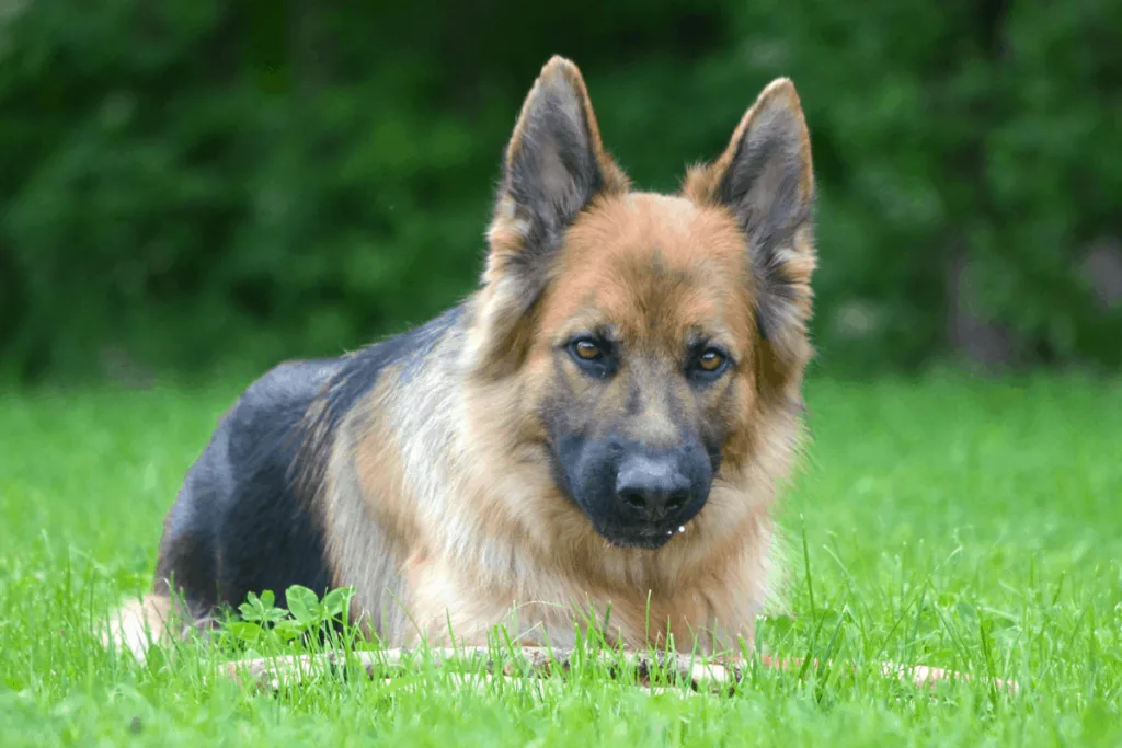 German Shepherd eating grass