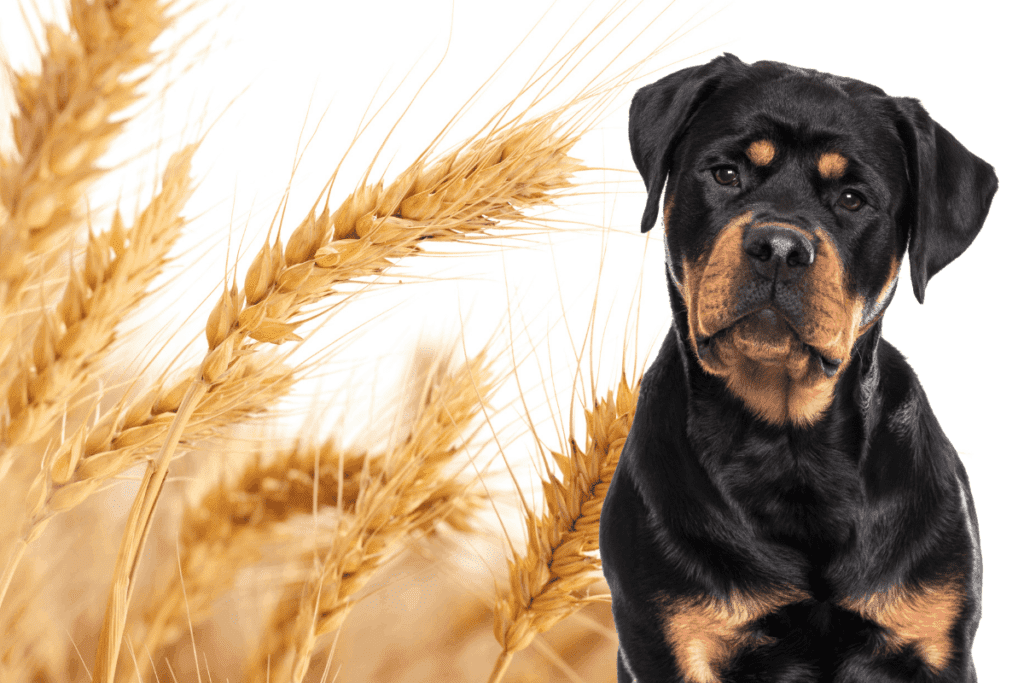 Rottweiler and grain