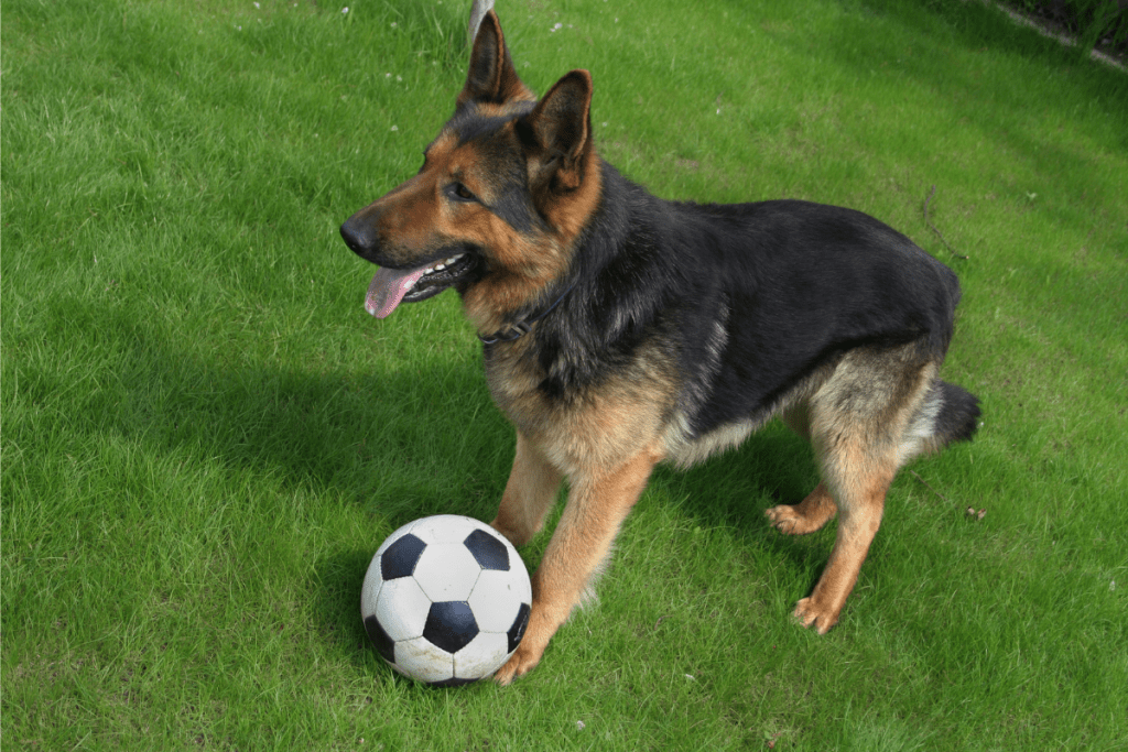 German Shepherd with soccer ball
