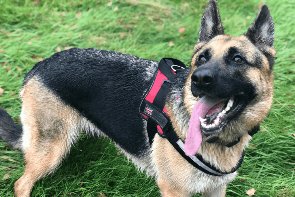 German Shepherd with harness