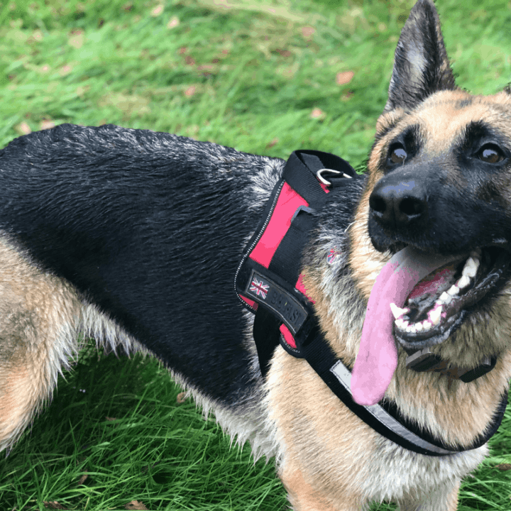 Do German Shepherds Need A Lot of Attention? The German Shepherder