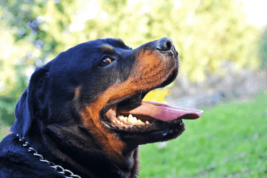 Rottweiler face