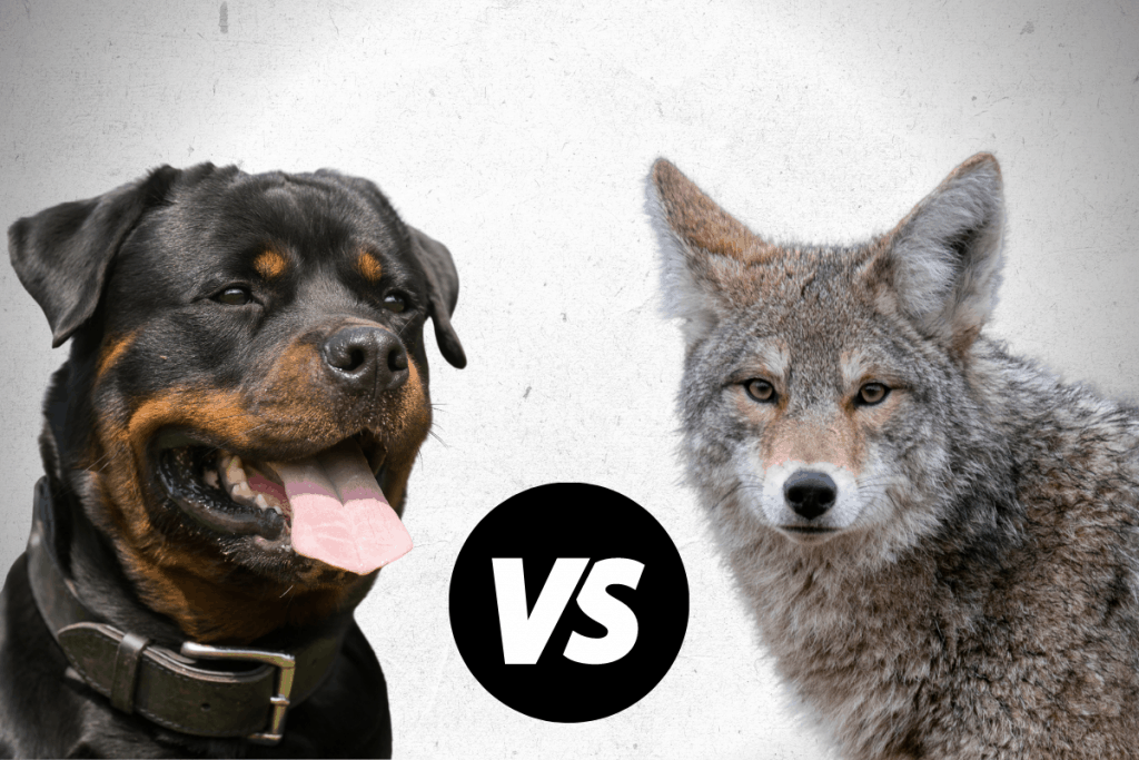 Rottweiler and coyote