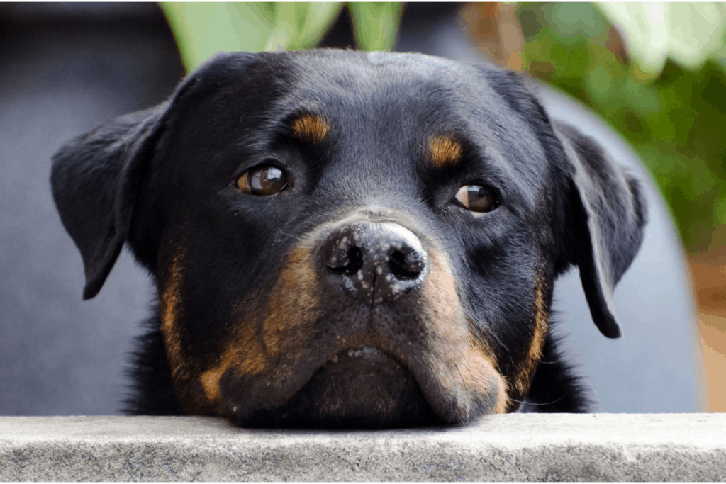 thinking Rottweiler