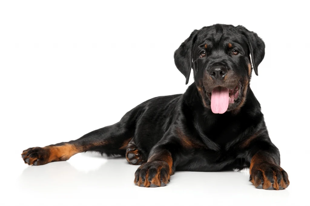 how long should a rottweiler eat puppy food