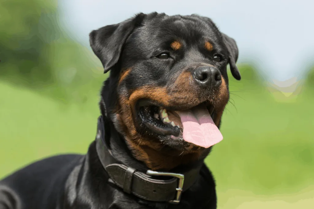 Rottweiler face