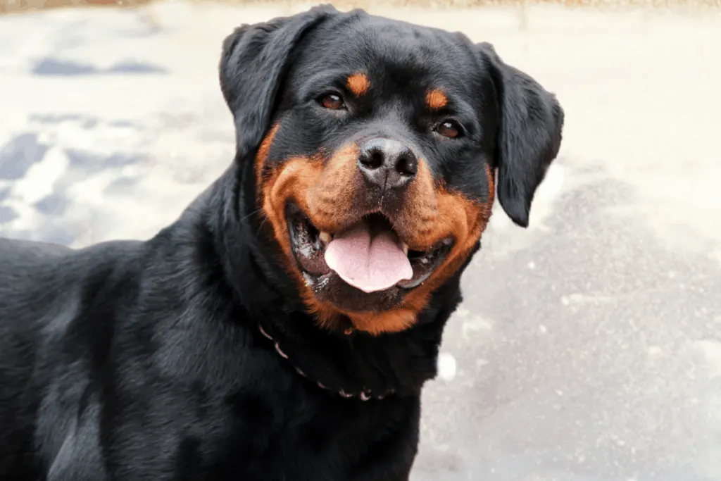 curious Rottweiler