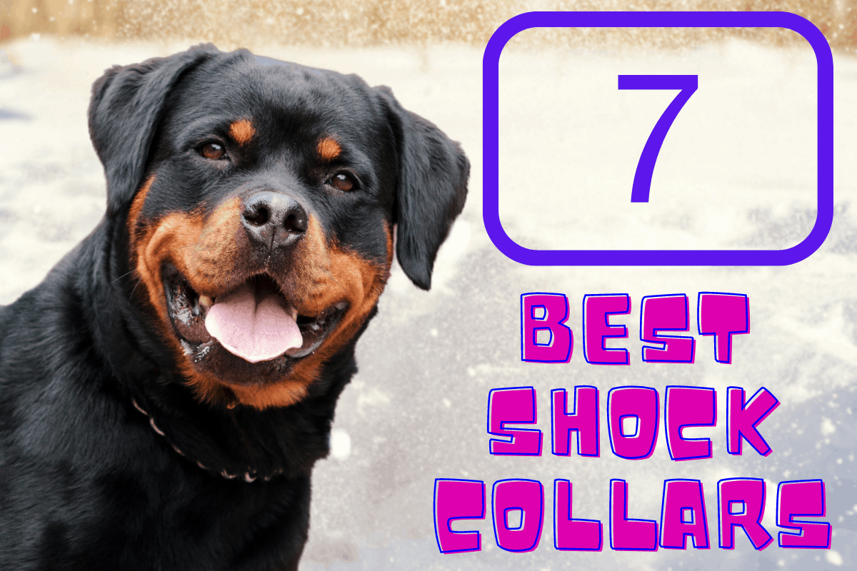 Shock Collars On Rottweilers The 11 Do’s And Dont’s The German Shepherder