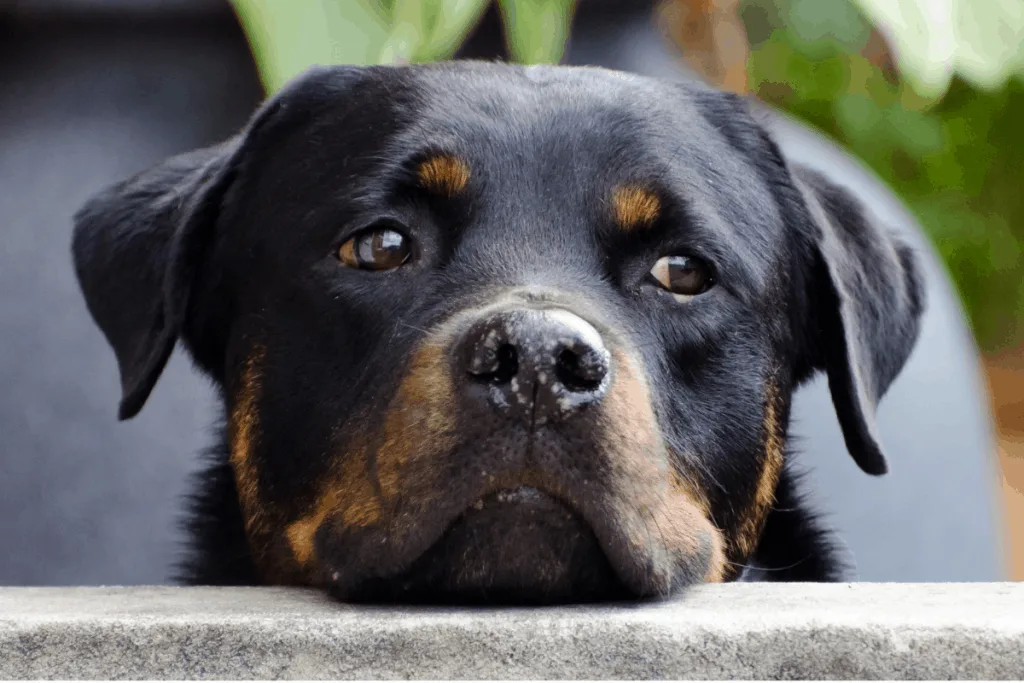 bored Rottweiler