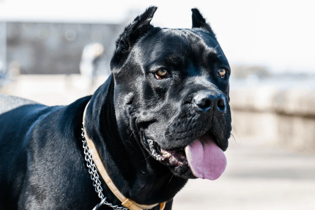 Cane Corso face