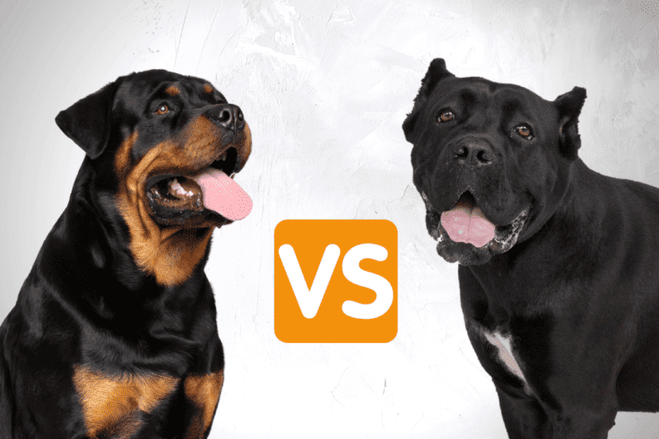 Cane Corso vs. Rottweiler: What’s The Difference? – The German Shepherder