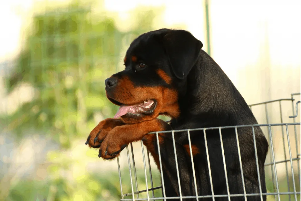 energetic Rottweiler pup