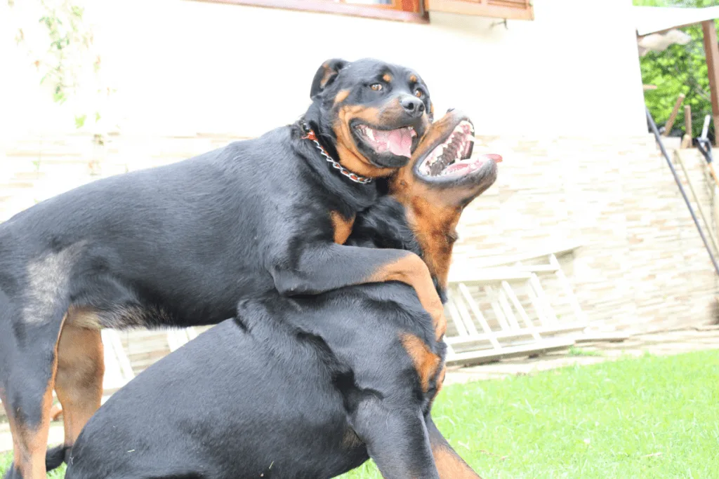 two Rottweilers playing