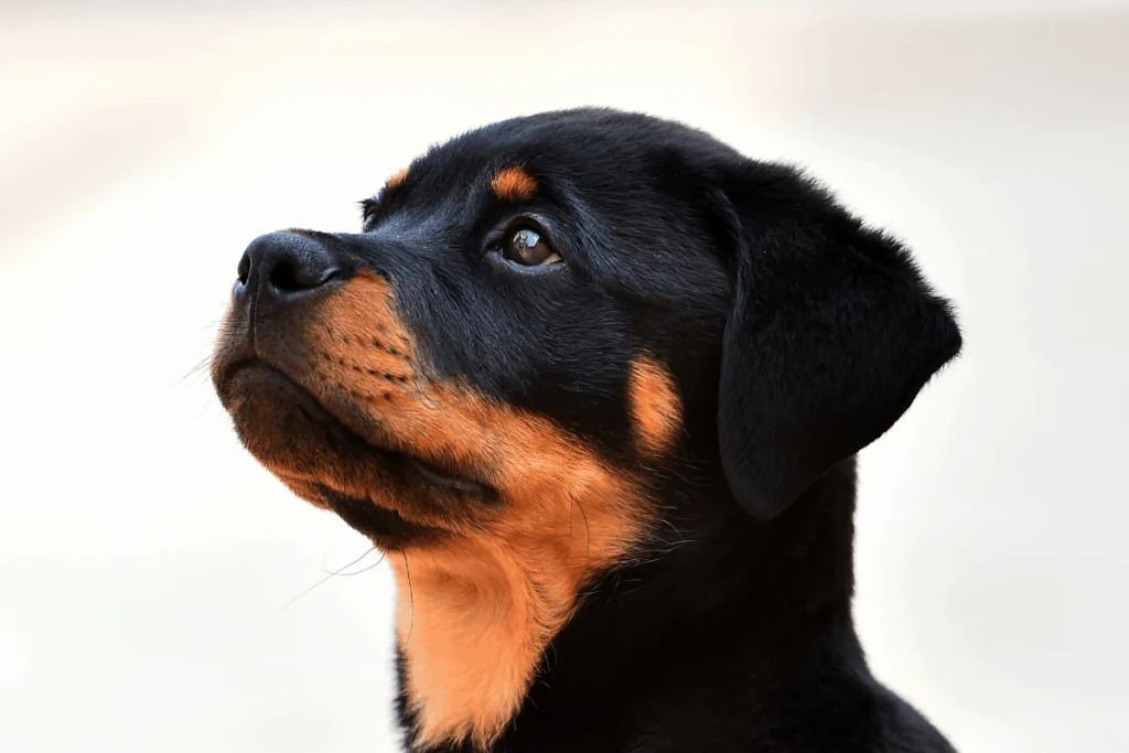 Rottie pup wanting food