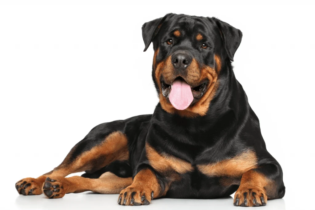 adult Rottweiler