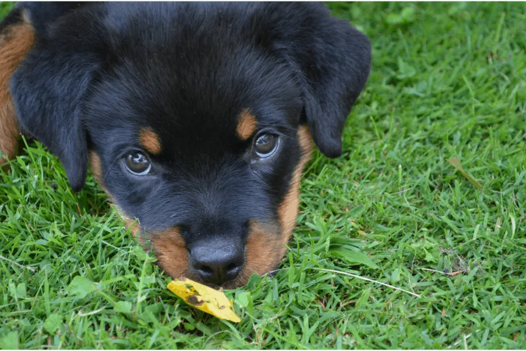 Rottie pup with a leaf