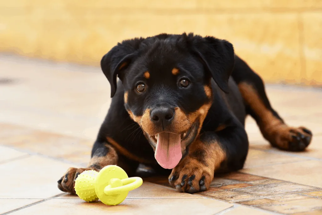 Rottie pup with a toy