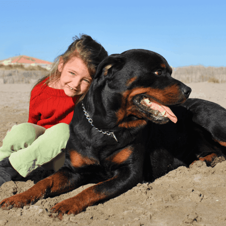 Are Rottweilers Good With Kids? Yes! And Here's Why – The German Shepherder