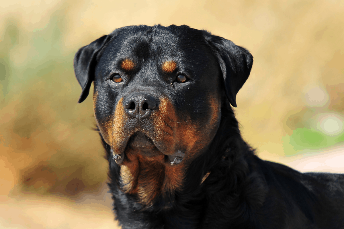 Cane Corso Vs Rottweiler What’s The Difference - German Shepherder.