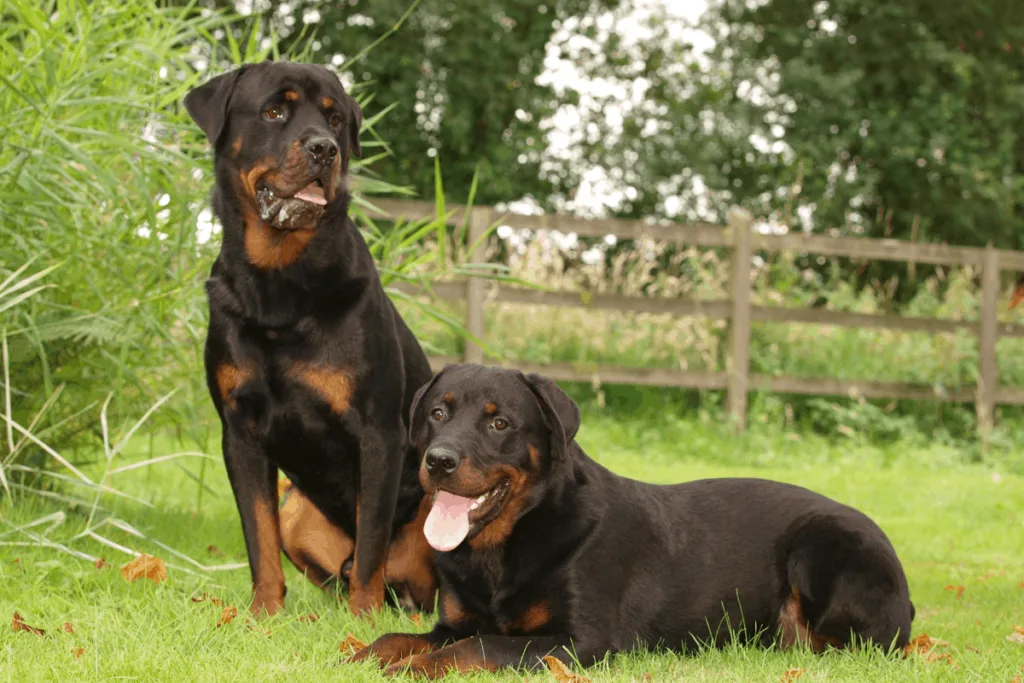 two Rottweilers