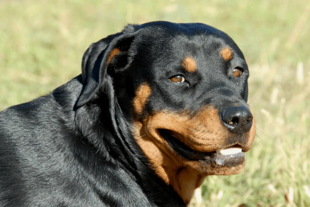 Rottweiler in the sun